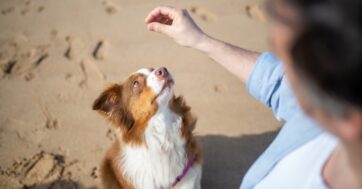 Wiosenny trening? Czas start!  Jak mądrze ćwiczyć z pupilem i zadbać o jego rozwój fizyczny i psychiczny?