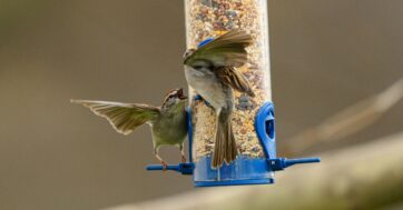 Zadbaj o skrzydlatych gości w swoim ogrodzie  – sprawdzone zasady dokarmiania dzikich ptaków