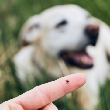 Wiosna bez kleszczy – jak zabezpieczyć pupila?